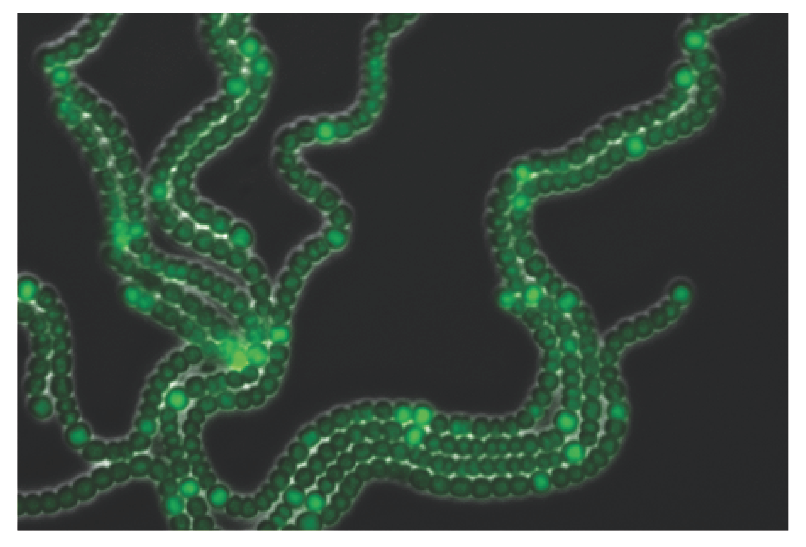 Pattern nel cianobatterio Anabaena [R. Arbel-Goren et al. Life 8 (2018)]. 
